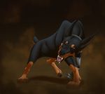  2016 ascar_angainor brown_eyes canine collar doberman dog feral invalid_tag male mammal prothetic rottweiler solo tagme 