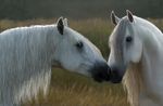  2013 ambiguous_gender duo equine feral fur grass hair horse mammal outside plant rufciu tree white_fur white_hair 
