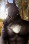  2014 anthro black_fur blurred_background bridle chest_tuft edit equine fur green_eyes half-length_portrait hi_res horse looking_at_viewer luckystallion13 male mammal multicolored_fur muscular muscular_male pecs photo_manipulation photomorph portrait shadow_pup23 signature solo tattoo tuft two_tone_fur white_fur 