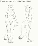 2020 anthro belly breasts cettus chubby_anthro chubby_female english_text female front_view genitals hi_res looking_down mammal maren_sommer model_sheet mustelid musteline nipples nude pussy side_view sketch slightly_chubby solo standing stoat tail text true_musteline weasel