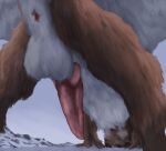 2022 anus balls blue_sclera brown_body brown_fur butt countershade_fur countershading day erection feral fur genitals hi_res knot looking_at_viewer male open_mouth outside penis presenting presenting_hindquarters quadruped rakess rear_view snow solo tongue tongue_out white_balls white_body white_countershading white_fur