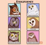 absurd_res ambiguous_gender avian barn_owl bird black_eyes feathers feral great_grey_owl great_horned_owl group hi_res horned_owl kabuki-aku looking_at_another orange_body orange_feathers owl screech_owl simple_background simple_eyes snowy_owl strix_(genus) true_owl tyto tytonid whiskered_screech_owl yellow_eyes