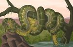  anaconda coiling coleman naga ray redraptor reptile scalie slick snake solo tongue tongue_out wet 