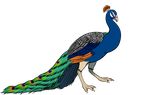  2016 alpha_channel avian beak bird blue_feathers crest feathers feral green_feathers knotty_curls looking_at_viewer male orange_eyes orange_feathers peacock_feather peafowl ratte simple_background solo standing talons transparent_background wings 