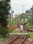  asian black_hair day dog from_behind ground_vehicle highres itodome jpeg_artifacts outdoors photo power_lines railroad_crossing railroad_signal railroad_tracks sky solo telephone_pole train tree walking 