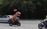  ambiguous_gender car dinosaur human mammal motorcycle real sign street tree vehicle 