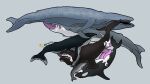 anal anal_penetration animal_genitalia animal_penis baleen_whale black_body blowhole blue_body blue_whale bodily_fluids bottlenose_dolphin cetacean cetacean_genitalia cetacean_penis cum cum_in_ass cum_in_mouth cum_inside digital_drawing_(artwork) digital_media_(artwork) dolphin dorsal_fin erection feral fin fin_whale genital_fluids genitals grey_body group hi_res humpback_whale leaking_cum male male/male male_penetrated male_penetrating male_penetrating_male mammal marine marine_mammal multicolored_body oceanic_dolphin open_mouth oral oral_penetration orca penetration penile penis prehensile_penis right_whale sex signature simple_background size_difference tail tapering_penis toothed_whale two_tone_body whale white_body wyrmling_(artist)