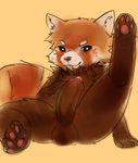  balls crimsonrabbit cub erection feral hindpaw humanoid_penis looking_at_viewer male mammal pawpads paws penis precum raised_leg red_panda simple_background solo spread_legs spreading tongue tongue_out uncut young 