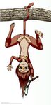  breasts brown_fur child cub featureless_crotch female fur green_eyes hanging_by_tail mammal monkey nude primate ranged_weapon simple_background slingshot tagme tan_fur weapon white_background xnanchox young 