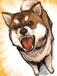  animal animal_focus barking black_eyes brown_fur dog dutch_angle emphasis_lines foreshortening full_body fur no_humans open_mouth sharp_teeth shiba_inu sketch standing teeth tongue whiskers 