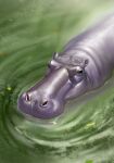  animal animal_focus black_eyes colored_skin green_water grey_skin hippopotamus hippopotamus_gorgops hippopotamus_gorgops_(kemono_friends) in_water kemono_friends kemono_friends_3 leaf nature nostrils official_art outdoors shiny_skin water 