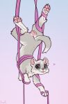 2026 5_toes acrobat acrobatics aerial_silk anatomically_correct anatomically_correct_genitalia anatomically_correct_vulva animal_genitalia animal_vulva anus arched_back arm_support arm_tuft balancing barely_visible_pawpads bent_back big_eyes blep blue_background brown_nose butt cheek_tuft claws countershade_torso countershading curved_tail cute_fangs dancing deeply_arched_back digital_drawing_(artwork) digital_media_(artwork) digitigrade dipstick_tail domestic_ferret ear_tuft elbow_tuft european_polecat eyebrows eyebrows_(marking) facial_markings facial_tuft fangs feet female female_feral feral finger_claws flexible fluffy forward_arm_support full-length_portrait fur genitals gradient_background green_eyes grey_body grey_fur grey_markings guard_hair head_back head_markings heart_symbol hi_res hindpaw hybrid in_heat leg_tuft legs_above_head looking_at_viewer looking_back looking_back_at_viewer mammal markings mask_(marking) mottled mottled_nose mustelid mustelid_genitalia mustelid_vulva musteline neck_tuft pawpads paws perineum pink_anus pink_background pink_inner_ear pink_nose pink_pawpads pink_tongue pink_vulva portrait raised_tail rear_view scorpion_(position) signature silks simple_background smile smiling_at_viewer solo spread_legs spreading sunny_silver suspension tail tail_anus tail_markings teeth three-quarter_view toe_claws toes tongue tongue_out toony true_musteline tuft two_tone_nose underpaw upside_down vulva weasel whisker_spots white_body white_claws white_ears white_eyebrows white_feet white_fur white_hands white_paws wrapped_up yurusa