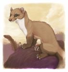  2016 ambiguous_gender border brown_fur brown_theme fangs feral fur least_weasel looking_at_viewer mammal mustelid outside quadruped solo weasel whiskers white_border woozymutt 