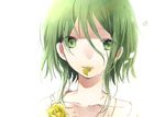  bad_id bad_pixiv_id bangs birthday collarbone empty_eyes eyebrows eyebrows_visible_through_hair eyelashes flower green_eyes green_hair gumi hachimitsu_honey hair_between_eyes highres looking_at_viewer messy_hair mouth_hold parted_lips petals portrait rose short_hair short_hair_with_long_locks simple_background sketch solo teeth vocaloid water water_drop wet white_background yellow_flower yellow_rose 