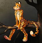  branch cubi feline jaguar kamu leopard male mammal rubber sitting tree 
