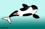  2005 animal_genitalia cetacean dolphin female feral mammal marine orca phinna simple_background solo whale 