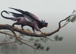  ambiguous_gender avian gryphon outside sandara solo tagme tree_branch 