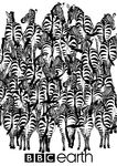  ambiguous_gender badger bbc black_and_white english_text equine herd mammal monochrome mustelid puzzle simple_background text unknown_artist white_background zebra 