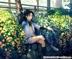  black_hair blue_hair boots bug bush butterfly cape company_name crossed_legs dappled_sunlight feathers fence flower furrowed_eyebrows hair_feathers insect jacket knee_boots leaf looking_at_viewer male_focus nitroplus official_art on_wall outstretched_arm plant retaining_wall shorts sitting smile solo stone_wall sunlight taikogane_sadamune toichi_(ik07) touken_ranbu tree wall watermark white_jacket wooden_fence yellow_eyes 