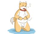  blush canine collar cub drunk flaccid fox handcuffs kneeling leash male mammal navel obese open_mouth overweight partially_retracted_foreskin penis petplay precum roleplay shackles simple_background solo uncut young 萌の傻蛋熊 