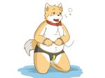  blush briefs bulge canine clothing collar cub drunk fox handcuffs kneeling leash male mammal navel obese open_mouth overweight petplay precum roleplay shackles simple_background solo underwear young 
