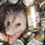  alcohol beer beverage mammal marsupial opossum real smile tagme unknown_artist 