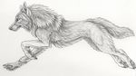  ambiguous_gender canine feral fur greyscale mammal monochrome running sidonie simple_background sketch solo white_background wolf 