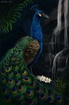  2012 avian beak bird blue_feathers feathers feral flashw green_feathers orange_eyes peafowl standing tagme water wings 