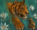  amber_eyes ambiguous_gender black_nose feline feral flashw flower lotus_(flower) mammal paws plant solo stripes tagme tiger water 