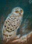  2013 ambiguous_gender avian beak bird feathers feral flashw owl solo talons traditional_media_(artwork) wings yellow_eyes 