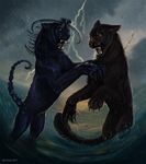  2012 ambiguous_gender black_fur blue_fur claws duo feline fight flashw fur lightning mammal manticore open_mouth outside raining storm teeth tongue yellow_eyes 