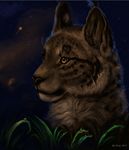  2012 brown_fur feline feral flashw fur mammal night outside sky solo star tagme yellow_eyes 