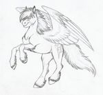  cutie_mark equine feathered_wings feathers female feral friendship_is_magic fur hair hooves horse luna68 mammal monochrome my_little_pony pegasus pony rainbow_dash_(mlp) simple_background sketch smile solo standing teeth white_background wings 