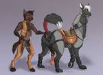  anthro anus balls bound brown_hair butt canine chaps erection hair harness incorgnito male male/male mammal penis presenting presenting_hindquarters raised_tail restrained saddle taur white_hair 