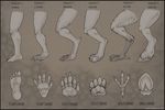  2012 4_toes 5_toes abstract_background ambiguous_gender anatomy anthro avian big_claws black_border border canine close-up digital_drawing_(artwork) digital_media_(artwork) digitigrade dragon drpickelle english_text equine fur grey_theme hooves how-to human informative lizard mammal model_sheet multiple_(disabiguation) pawpads plantigrade reptile scales scalie shaded signature simple_background solo text toes 