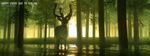  deer doveland forest highres nature no_humans original scenery sunlight tree water 