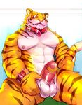  anthro balls erection feline iceman1984 male mammal nipples penis solo tiger 