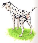  2016 abyssa anatomically_correct anatomically_correct_pussy animal_genitalia animal_pussy anus butt canine canine_pussy dalmatian dog female feral grass mammal pussy simple_background solo 