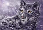  2016 ambiguous_gender brown_eyes feline feral flashw fur grey_fur leopard mammal outside pink_nose snow snow_leopard snowing solo spots spotted_fur watermark whiskers white_fur 