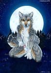  2016 animal_genitalia animal_penis anthro balls black_fur brown_fur canine canine_penis forest fur grey_fur kashmere kneeling male mammal moon night nude outside penis penis_tip sheath smile solo tree white_fur wolf yellow_eyes 