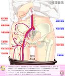  anatomy arm_at_side ass_visible_through_thighs assam black_legwear bone close-up girls_und_panzer groin highres hip_bones long_sleeves lower_body orange_pekoe panties panty_pull pantyhose pantyhose_pull partially_translated rosehip sekai_saisoku_no_panda shirt shirt_lift solo spine translation_request underwear white_background white_panties white_shirt x-ray 