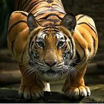  anthro edit feline male mammal muscular solo tiger 