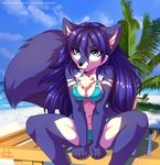  2016 anthro areola beach bikini blue_eyes blue_fur blue_hair camel_toe canine chest_tuft clothing female fox fur hair hi_res inner_ear_fluff long_hair longdanger lucia mammal markings multicolored_fur outside seaside sitting solo spread_legs spreading swimsuit thong tongue tongue_out tuft two_tone_fur white_fur 