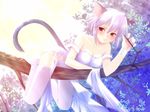  animal_ears catgirl kotonomiya_yuki suigetsu toto_seiro 