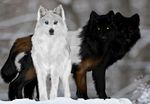  ambiguous_gender atheus black_fur blue_eyes brown_fur canine edit feral fur group killertompie kriiduin lucifelle mammal multicolored_fur red_eyes shopped snow white_fur wolf yellow_eyes 