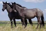  ambiguous_gender black_fur duo equine fur grass horse mammal real 