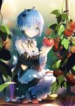  blue_eyes blue_hair blurry blush breasts cleavage closed_mouth depth_of_field detached_sleeves dress eyes_visible_through_hair food frilled_sleeves frills fruit full_body hair_ornament hair_over_one_eye highres holding holding_food holding_fruit lu&quot; maid maid_headdress mary_janes medium_breasts pantyhose plant re:zero_kara_hajimeru_isekai_seikatsu rem_(re:zero) ribbon-trimmed_sleeves ribbon_trim shoes short_hair smile solo squatting tomato vines white_legwear wide_sleeves x_hair_ornament 