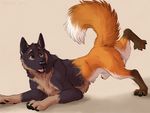  2016 canine dog feral fox fur german_shepherd hair male mammal marjani nude open_mouth paws penis solo tongue transformation 
