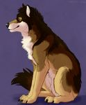  ambiguous_gender canine feral fur mammal marjani simple_background sitting solo wolf 