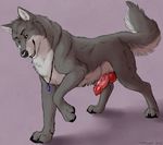  2016 anatomically_correct anatomically_correct_penis animal_genitalia animal_penis canine canine_penis erection feral fur grey_fur heterochromia jewelry knot looking_at_viewer male mammal marjani necklace penis simple_background solo wolf 